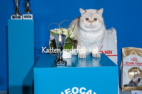 sized_Neocat Houten 20170129-019