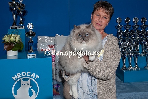 sized_Neocat Houten 20170129-052