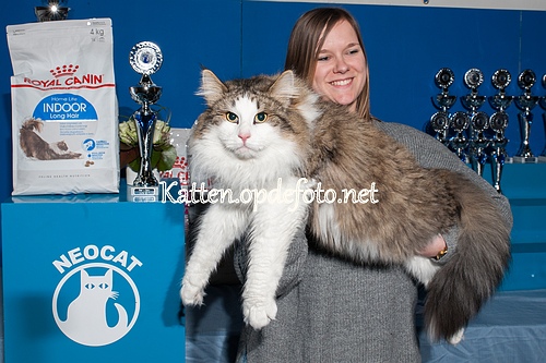 sized_Neocat Houten 20170129-074