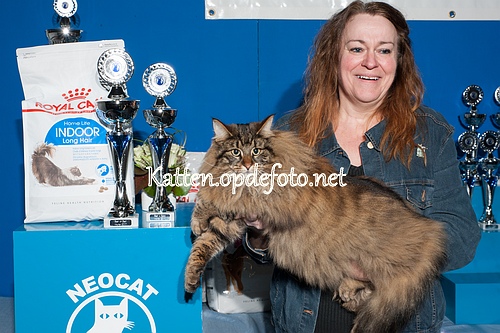 sized_Neocat Houten 20170129-080